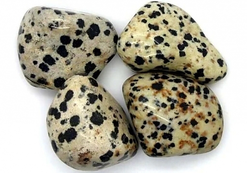 Dalmation_Jasper_441